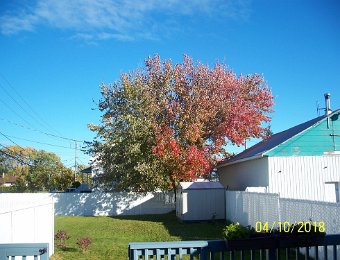 100_7220 Voilà l'automne les feuilles changent de couleur